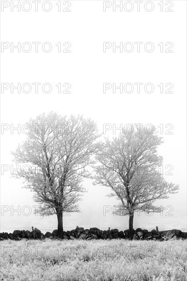 Aubrac plateau. Isolated trees in winter. Lozere department. Occitanie.France