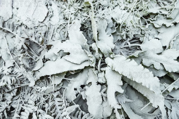Fern leaves and grass covered with hoarfrost. Abstract floral background, garden and winter concept
