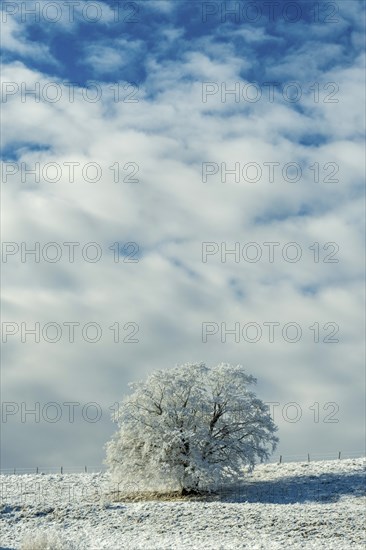 Aubrac plateau, snowy tree, Lozere department, Occitanie, France, Europe