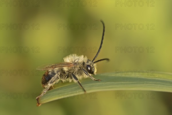 Long-horned bee (Eucera spec.), male, Provence, southern France