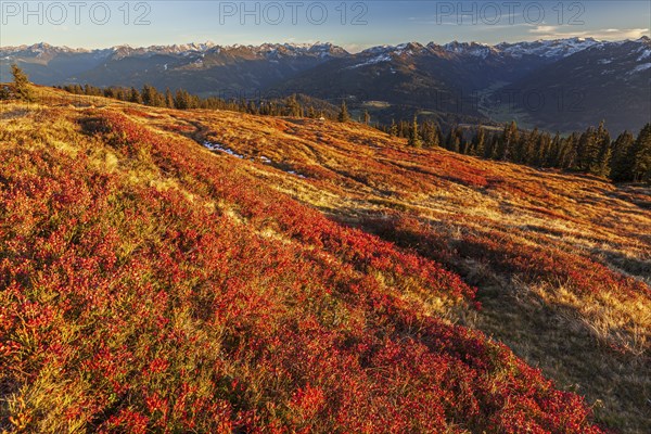 Autumn colouring of blueberry (Vaccinium) in front of mountains, evening light, view of