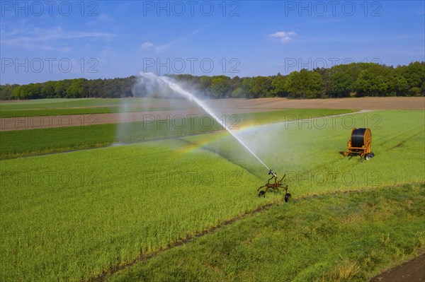 Irrigation of a wheat field on the Lower Rhine, with a mobile irrigation machine, large-area
