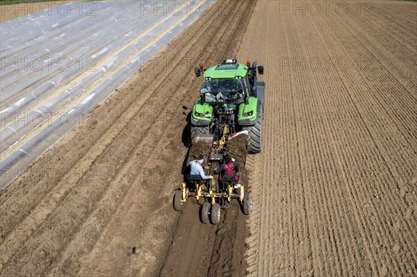 Asparagus farm, asparagus plant, planted in a field, with a planting machine, after a good year the