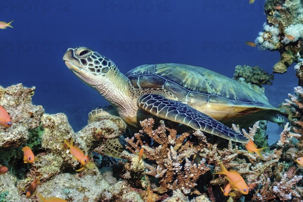 Green turtle (Chelonia mydas) green turtle sleeping sits with half-closed eyes on coral in coral