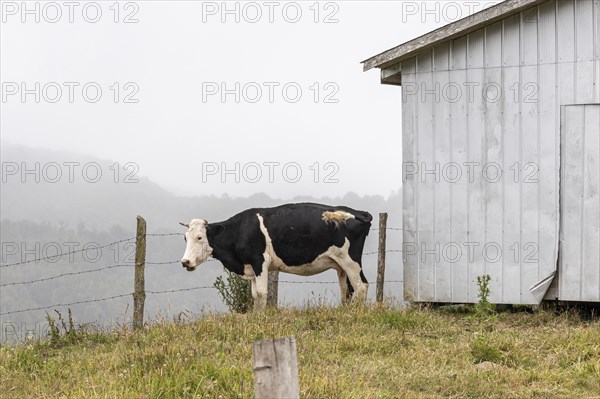 Cow stands next to a barn, Road W-254, Chiloe, Chile, South America
