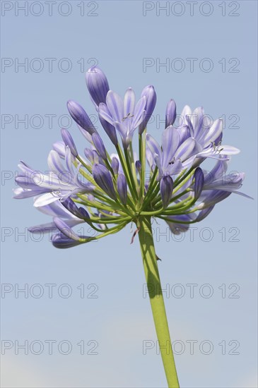 Blue lily (Agapanthus africanus), flowers, native to Africa, ornamental plant, North