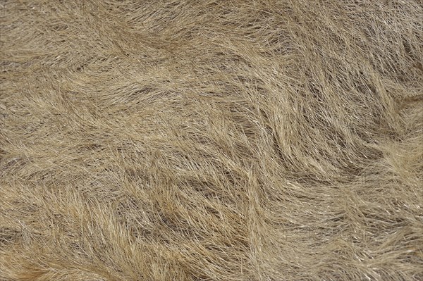 Woolly pig or Mangalica pig (Sus scrofa domesticus), fur detail, Lower Saxony, Germany, Europe