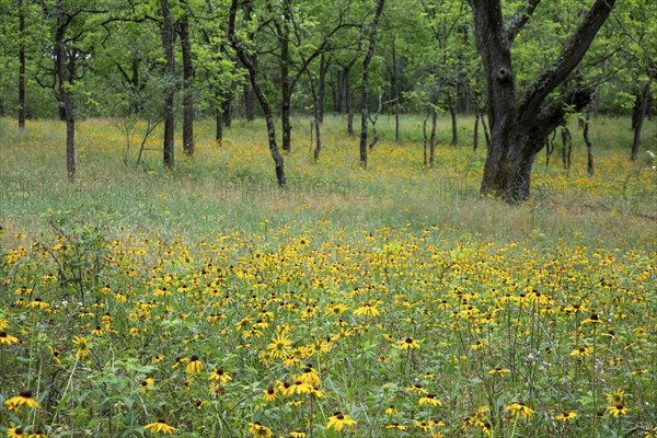 Yankee Springs Twp., Michigan, Black-Eyed Susans (Rudbeckia hirta) in a forest clearing
