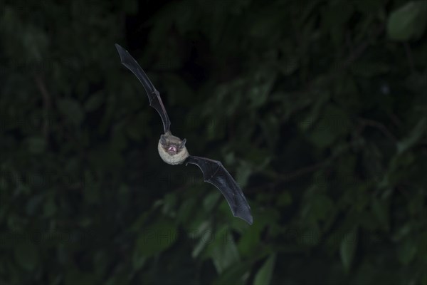Brandt's bat (Myotis brandtii) hunting insects in front of deciduous forest, Brandenburg, Germany,