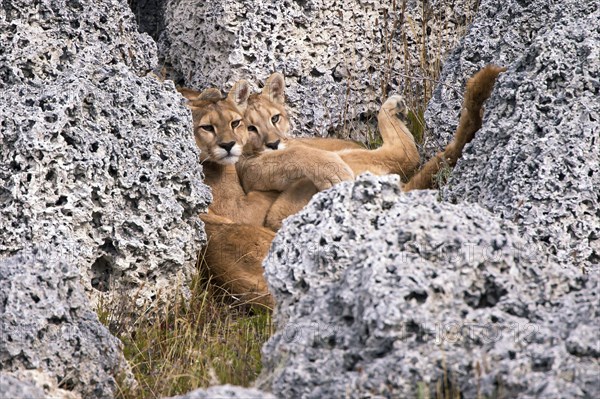 Cougar (Felis concolor patagonica) wbl. Torres del Paine NP, Chile, Torres del Paine NP, South