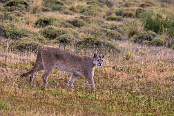 Cougar (Felis concolor patagonica) wbl. Torres del Paine NP, Chile, Torres del Paine NP, South