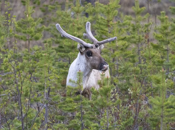 Reindeer (Rangifer tarandus), male alert, standing amongst young fir trees, with velvet on
