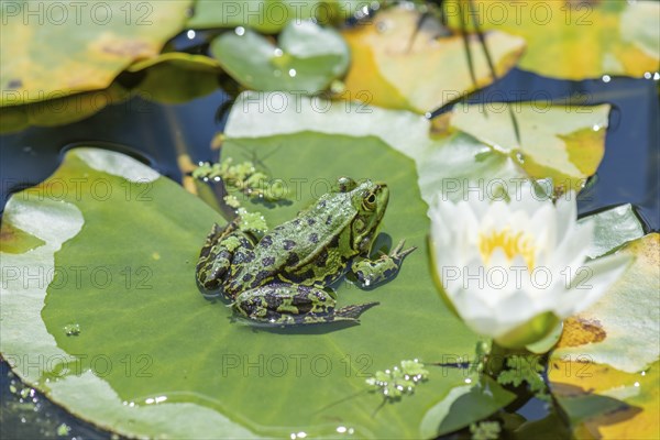 Green frog (Pelophylax esculentus) on a water lily leaf, Bavaria, Germany, Europe