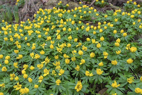 Winter aconites (Eranthis) in bloom in the forest, Mecklenburg-Western Pomerania, Germany, Europe