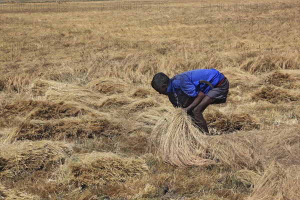 Amhara region, farmers harvesting teff, teff, tef, dwarf millet, Eragrostis tef, seeds are