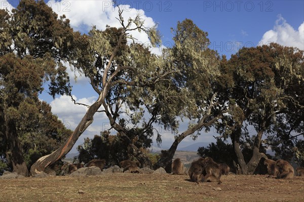 In the highlands of Abyssinia, in the Semien Mountains, landscape in the Semien Mountains National