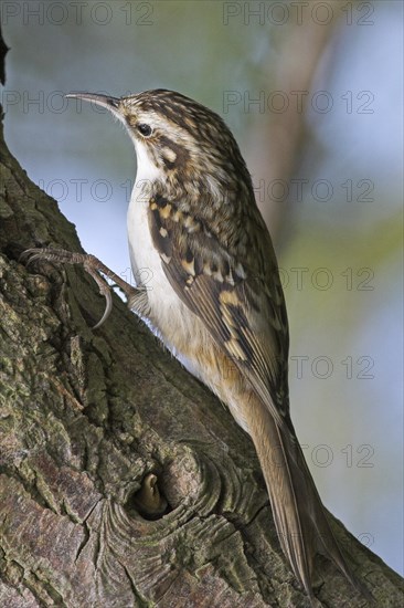 Woodcreeper, (Certhias familiaris)