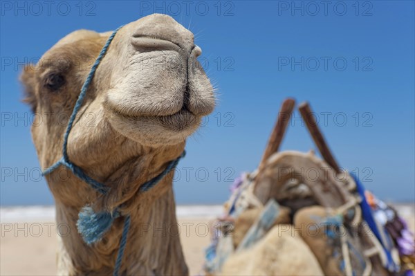 Dromedary (Camelus dromedarius), Arabian camel in head portrait, head, animal, farm animal, detail,