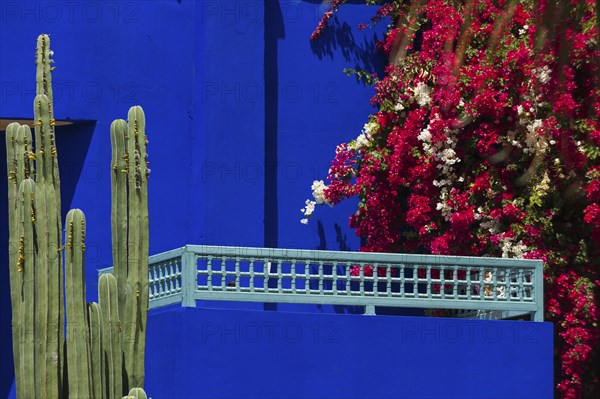 Majorelle Garden, botany, cactus, cacti, bougainvillea, flora, plant, botany, tropical, climate,