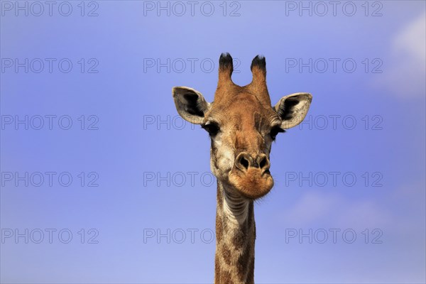 Southern giraffe (Giraffa camelopardalis giraffa), adult, portrait, Kruger National Park, Kruger