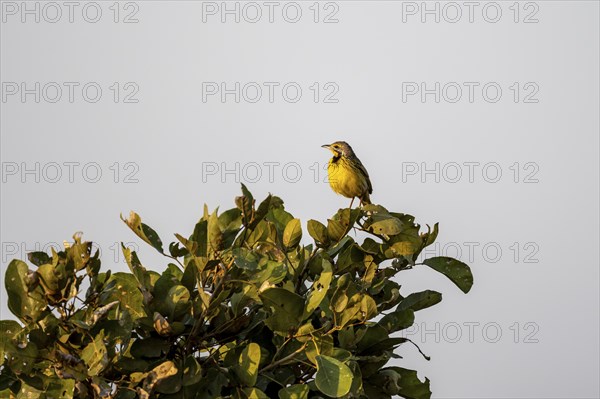 Yellow-throated longclaw (Macronyx croceus) sitting in a tree against a blue sky in the evening