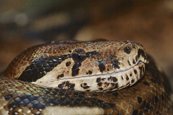 Common northern boa (Boa constrictor imperator), captive, occurring in Central and South America