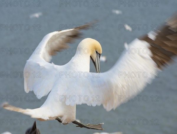 Northern gannet (Morus bassanus) (synonym: Sula bassana) with outstretched wings and outstretched