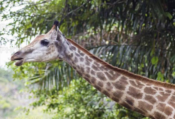 Young giraffe at the zoo in Singapore