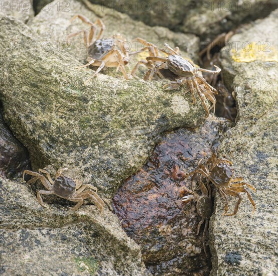Many chinese mitten crab (Eriocheir sinensis), invasive species, neozoon, crabs, juveniles move and