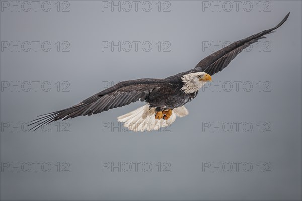 Bald eagle, Haliaeetus leucocephalus, flying, adult, winter, Homer, Alaska, USA, North America