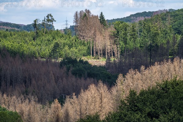 Forest dieback in the Bergisches Land, near Engelskirchen, over 70 per cent of the spruce trees are