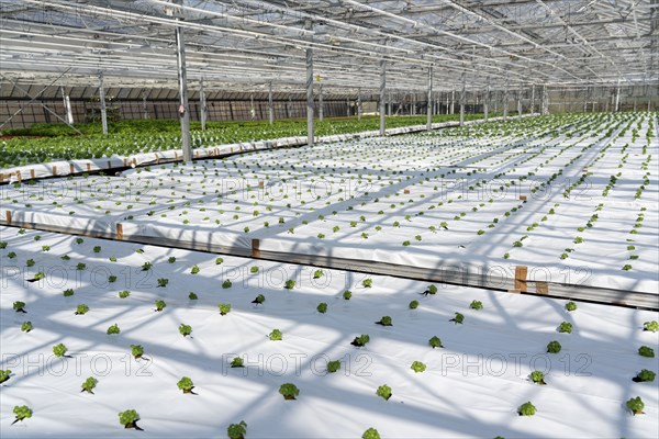 Agriculture, herb nursery, basil seedlings, growing in a greenhouse
