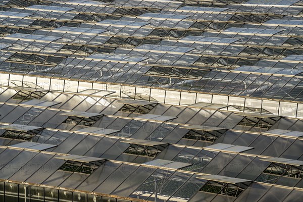 Nursery, plant cultivation, glass greenhouses, skylights open, roofs, Düsseldorf-Volmerswerth,