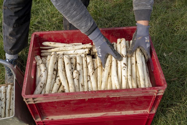 Asparagus harvest in the Rhineland, asparagus pickers at work in an asparagus field covered with