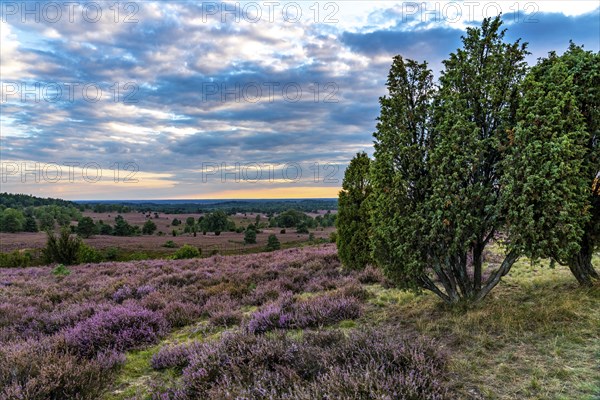 Heather blossom of the broom heather, in the Lüneburg Heath nature reserve, near Wilseder Berg,