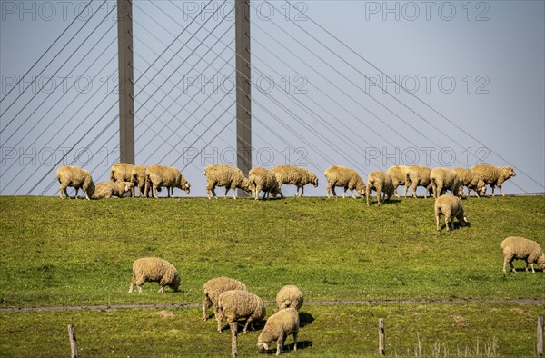 Flock of sheep on a Rhine dyke near Rees, Rhine bridge Rees, B67, Lower Rhine, Germany, Europe