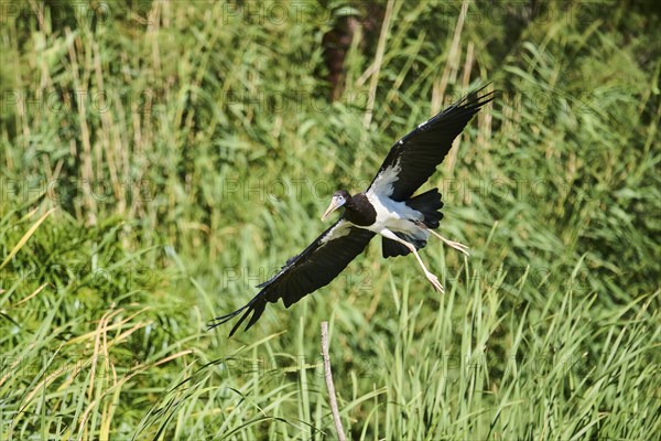 Abdim's Storks (Ciconia abdimii), flying, Spain, Europe