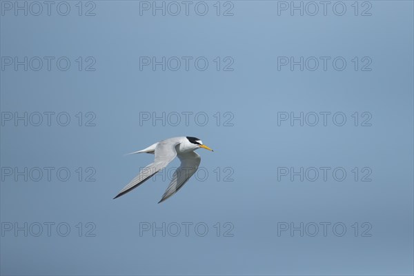 Little tern (Sternula albifrons) adult bird in flight against a blue sky, Suffolk, England, United