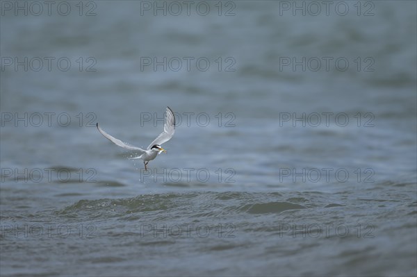 Little tern (Sternula albifrons) adult bird emerging from the sea with a fish in its beak, Suffolk,