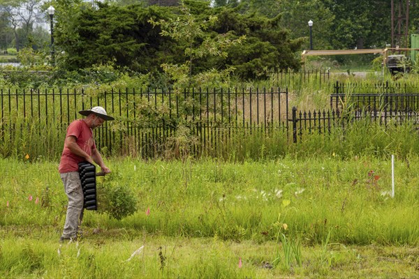 Detroit, Michigan, Volunteers planting in the wetlands at the public garden designed by prominent