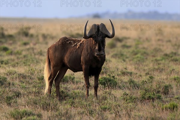 White-tailed wildebeest (Connochaetes gnou), adult, alert, Mountain Zebra National Park, Eastern