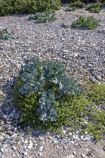 Sea kale (Crambe maritima), Bülk, Strande, Schleswig-Holstein, Germany, Europe