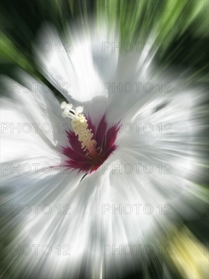 Hibiscus, Garden mallow, Althaea officinalis, Shrub mallow, rose of sharon (Hibiscus syriacus),