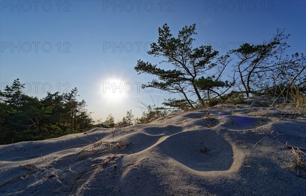 Sun over the dunes in the Slowinski National Park, Slowinski Park Narodowy, on the Baltic coast in
