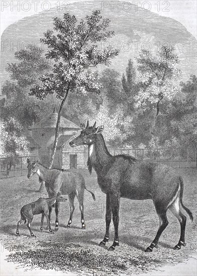 Historical, digitally restored reproduction from a 19th century original, Record date not stated,