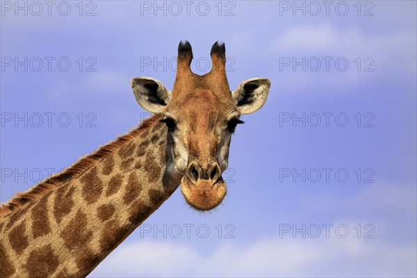 Southern giraffe (Giraffa camelopardalis giraffa), adult, portrait, Kruger National Park, Kruger