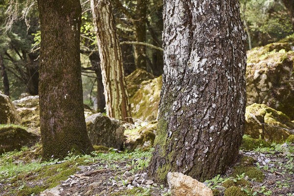Close-up of tree trunks with moss growth in a dense forest, Large old trees, wild nature, Profitis