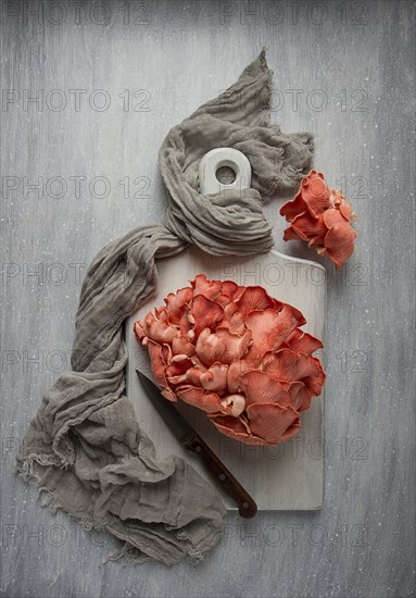 Pink oyster mushroom, bunch, close-up, raw, no people