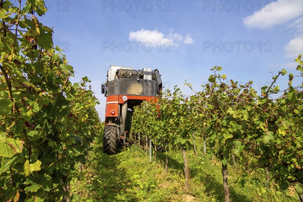 Harvest of Sankt Laurent red wine grapes in the Palatinate