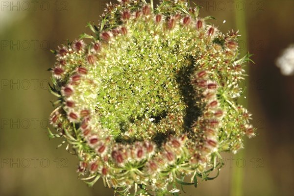 Wild carrot, summer, Saxony, Germany, Europe